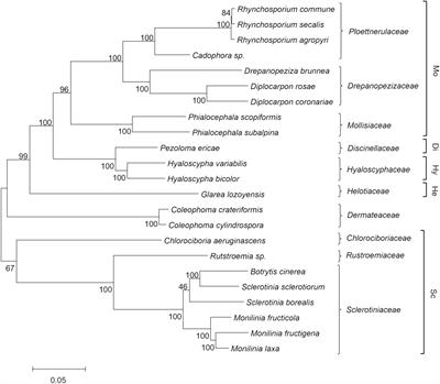 Tracking of Diversity and Evolution in the Brown Rot Fungi Monilinia fructicola, Monilinia fructigena, and Monilinia laxa